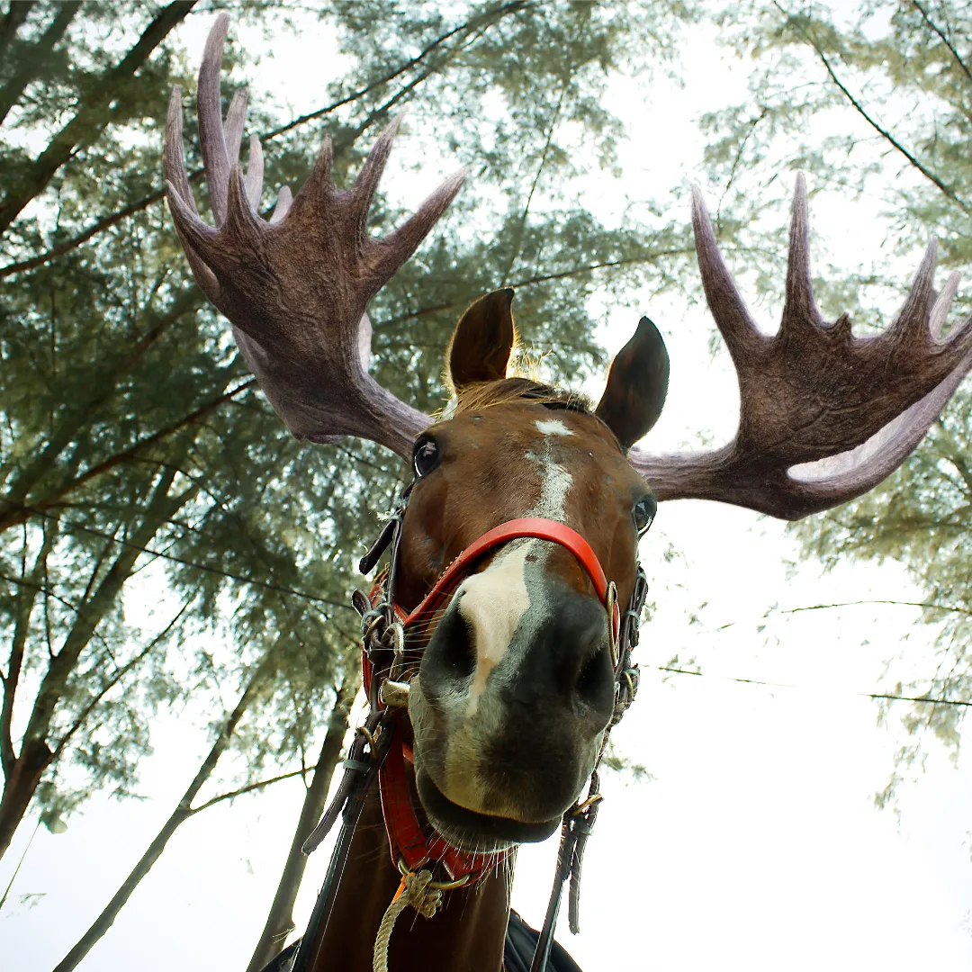 An image of a horse with moose antlers in a red bridle